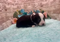 Toy Mini Black Tri Blye Eyes Almond Joy, a female Miniature Australian Shepherd for sale in Quartzsite, AZ – 1 of 10