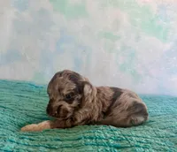 F1B Toy Mini Red Merle Cherry , a female Miniature Aussiedoodle for sale in Quartzsite, AZ – Photo 3 of 9