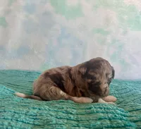 F1B Toy Mini Red Merle Cherry , a female Miniature Aussiedoodle for sale in Quartzsite, AZ – Photo 7 of 9