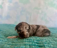 F1B Toy Mini Red Merle Cherry , a female Miniature Aussiedoodle for sale in Quartzsite, AZ – Photo 6 of 9