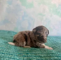 F1B Toy Mini Red Merle Cherry , a female Miniature Aussiedoodle for sale in Quartzsite, AZ – Photo 5 of 9