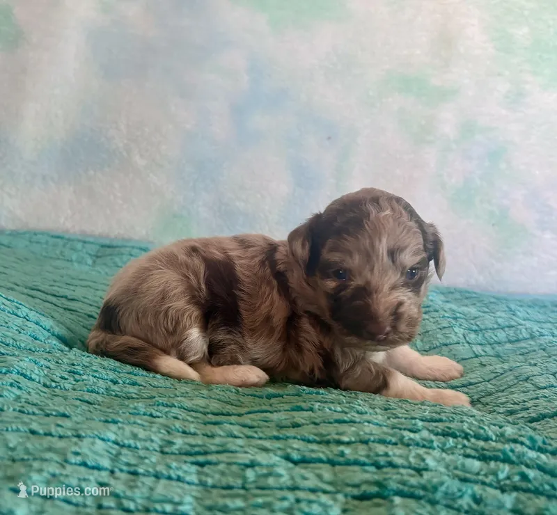 F1B Toy Mini Red Merle Cherry 