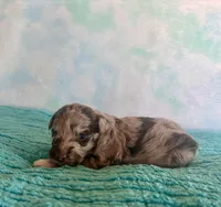F1B Toy Mini Red Merle Cherry , a female Miniature Aussiedoodle for sale in Quartzsite, AZ – Photo 8 of 9
