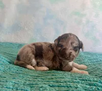 F1B Toy Mini Red Merle Cherry , a female Miniature Aussiedoodle for sale in Quartzsite, AZ – Photo 4 of 9
