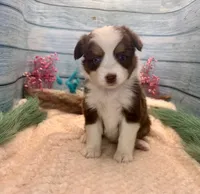 Toy Mini Red Tri Blue Eyes Milky Way, a female Miniature Australian Shepherd for sale in Quartzsite, AZ – 9 of 10