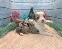Toy Mini Butterfingers Blue Merle Blue Eyes, a female Miniature Australian Shepherd for sale in Quartzsite, AZ – 4 of 9