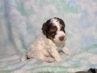 Toy Mini F2B Red Phantom Tri Parti , a male Poodle - Miniature  and Miniature Aussiedoodle for sale in Quartzsite, AZ – 6 of 7