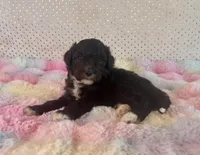 Toy Mini F1B Tuxedo Aussiedoodle, a male Miniature Aussiedoodle for sale in Quartzsite, AZ – Photo 4 of 10