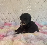 Toy Mini F1B Tuxedo Aussiedoodle, a male Miniature Aussiedoodle for sale in Quartzsite, AZ – Photo 9 of 10