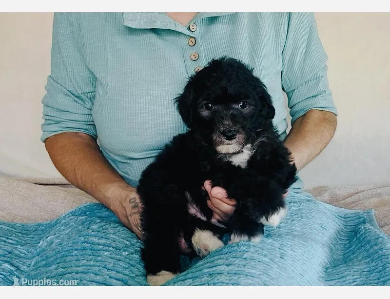 Toy Mini F1B Tuxedo Aussiedoodle – Miniature Aussiedoodle puppy for sale in Quartzsite, AZ