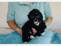 Toy Mini F1B Tuxedo Aussiedoodle, a male Miniature Aussiedoodle for sale in Quartzsite, AZ – Photo 1 of 10