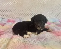 Toy Mini F1B Tuxedo Aussiedoodle, a male Miniature Aussiedoodle for sale in Quartzsite, AZ – Photo 7 of 10