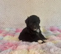 Toy Mini F1B Tuxedo Aussiedoodle, a male Miniature Aussiedoodle for sale in Quartzsite, AZ – Photo 6 of 10