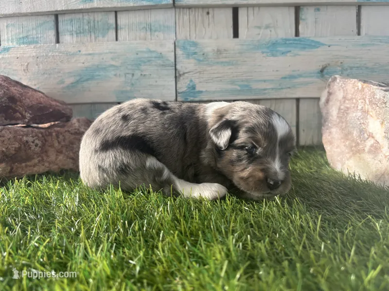 Toy Mini F1 Blue Merle – Aussiedoodle, Poodle - Miniature  puppy for sale in Quartzsite, AZ