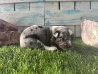 Toy Mini F1 Blue Merle, a male Aussiedoodle and Poodle - Miniature  for sale in Quartzsite, AZ – 1 of 6