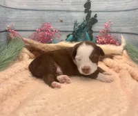 Toy Mini Red Tri Friday, a male Miniature Australian Shepherd for sale in Quartzsite, AZ – 3 of 5