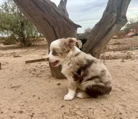 Gorgeous Toy Red Merle Blue Eyes, a female Toy Australian Shepherd for sale in Quartzsite, AZ – 3 of 7