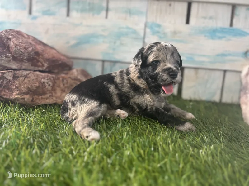 Toy Mini F2B Blue Merle  – Poodle - Miniature , Miniature Aussiedoodle puppy for sale in Quartzsite, AZ