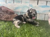 Toy Mini F2B Blue Merle , a female Poodle - Miniature  and Miniature Aussiedoodle for sale in Quartzsite, AZ – 1 of 6