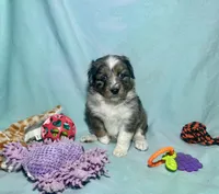 Toy Mini Blue Merle Stunning , a male Miniature Australian Shepherd and Toy Australian Shepherd for sale in Quartzsite, AZ – 3 of 10