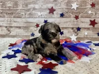 F2B Miniature Blue Merle Gorgeous , a female Aussiedoodle for sale in Quartzsite, AZ – 5 of 10