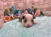 Toy Mini Blue Merle Blue Eye Butterfingers, a female Toy Australian Shepherd for sale in Quartzsite, AZ – 6 of 9