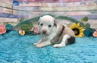 Toy Mini F1 Red Merle Parti , a female Miniature Aussiedoodle for sale in Quartzsite, AZ – 6 of 10
