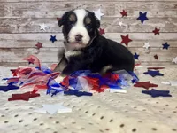Toy Mini Beautiful Tri Sweet Tamale , a female Miniature Australian Shepherd for sale in Quartzsite, AZ – 8 of 9