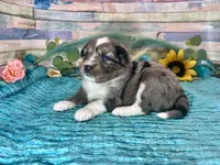 F1 Toy Mini Blue Merle , a male Miniature Aussiedoodle for sale in Quartzsite, AZ – 2 of 10