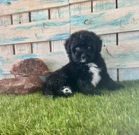 Toy Mini F1 Tuxedo Bi Tempe Blue Eyes, a female Miniature Aussiedoodle for sale in Quartzsite, AZ – 9 of 10