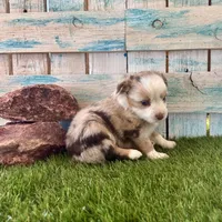 Gorgeous Toy Red Merle Blue Eyes, a female Toy Australian Shepherd for sale in Quartzsite, AZ – 4 of 10