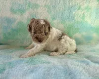 F2B Red Merle Phantom Parti Mini , a male Poodle - Miniature  and Miniature Aussiedoodle for sale in Quartzsite, AZ – 7 of 7