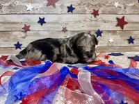 F2B Miniature Blue Merle Gorgeous , a female Aussiedoodle for sale in Quartzsite, AZ – 2 of 10