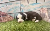 F1 Toy Mini Red Tri Tuxedo, a male Aussiedoodle and Poodle - Miniature  for sale in Quartzsite, AZ – 6 of 7
