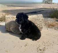 F1 Black and White Tuxedo Bi , a female Aussiedoodle for sale in Quartzsite, AZ – 4 of 6
