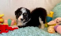 Coming Soon F1 Expecting All Colors , a  Aussiedoodle for sale in Quartzsite, AZ – 5 of 10