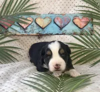 Toy Mini Tri with lots of Copper Sweet Tamale , a female Toy Australian Shepherd for sale in Quartzsite, AZ – 2 of 10