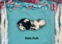 Toy Mini Baby Ruth Blue Merle, a female Miniature Australian Shepherd for sale in Quartzsite, AZ – 4 of 5