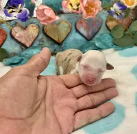 F1 Toy Mini Red Merle Parti French Toast N Syrup, a female Miniature Aussiedoodle for sale in Quartzsite, AZ – 3 of 5