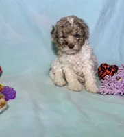 Mini Red Merle Parti F2B , a male Aussiedoodle for sale in Quartzsite, AZ – 5 of 7