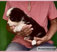 Toy Black Tri with Blue Eyes, a female Toy Australian Shepherd for sale in Quartzsite, AZ – 5 of 6