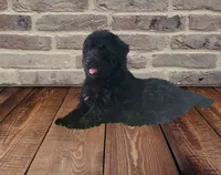 Beautiful F1 Black , a female Aussiedoodle for sale in Quartzsite, AZ – 3 of 7