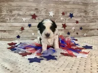 F2B Miniature Black and White Parti , a male Aussiedoodle for sale in Quartzsite, AZ – 3 of 10