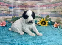 Mini F2B Black White Parti Stunning , a male Aussiedoodle for sale in Quartzsite, AZ – 3 of 10