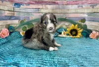 F2B Small Miniature Blue Merle, a male Aussiedoodle for sale in Quartzsite, AZ – 8 of 10