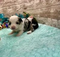 Toy Mini Blue Merle Baby Ruth Blue Eyes, a female Miniature Australian Shepherd for sale in Quartzsite, AZ – 5 of 10