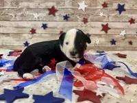 F1 Toy Mini Split Face Black Tri Rare Handsome, a male Miniature Aussiedoodle for sale in Quartzsite, AZ – 8 of 9