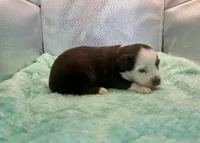 Toy Red Tri Blue Eyes , a male Toy Australian Shepherd for sale in Quartzsite, AZ – 2 of 7