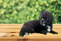 F1 Toy Mini Tuxedo Bi Tempe Blue Eyes , a female Miniature Aussiedoodle for sale in Quartzsite, AZ – 4 of 5
