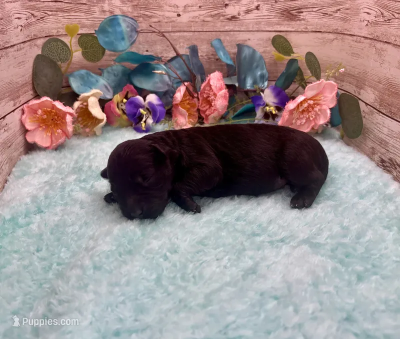Toy Mini Solid Black F1 Mesa – Miniature Aussiedoodle puppy for sale in Quartzsite, AZ